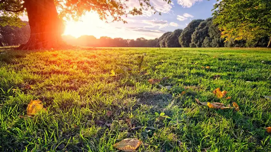 太阳光线,公园,草地,树木,夏天 桌布 - 1600x900