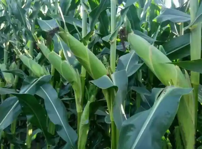 原创矮杆抗倒抗病抗逆大穗高产玉米新品种泰棒111太棒了