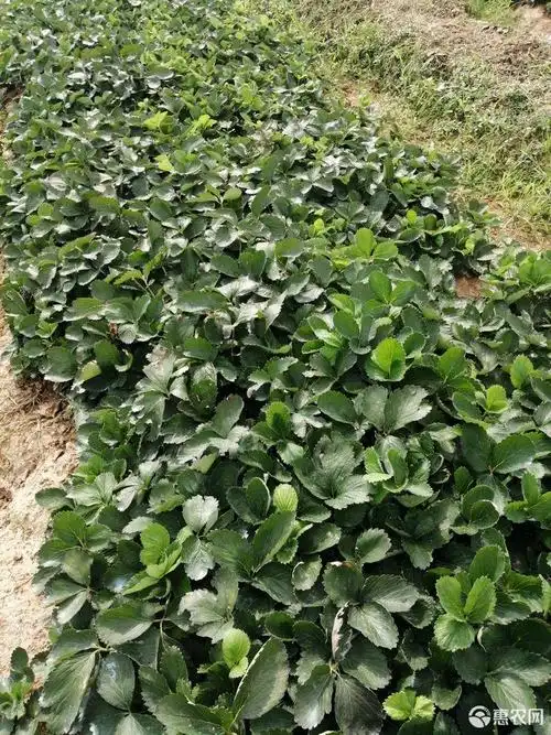 [红颜草莓苗批发]红颜草莓苗 20~30公分 地栽苗价格0.3元/株 - 惠农网
