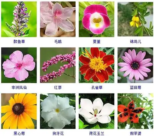 花卉名称大全500种(绿植花卉图片大全及花名)