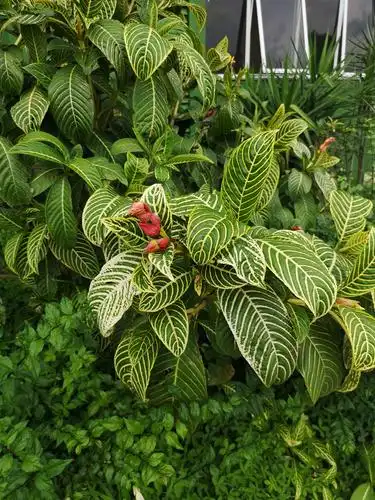 金脉爵床,好像花市有卖