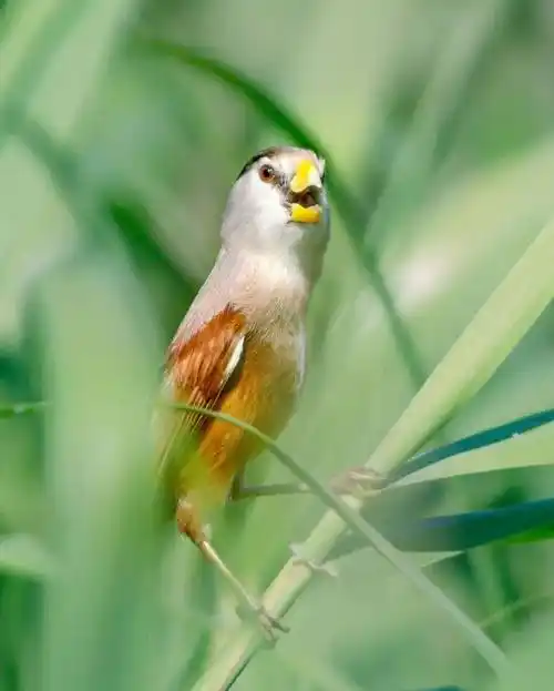 国际生物多样性日 | 它们与城市共生(上)_东滩_主题_上海市