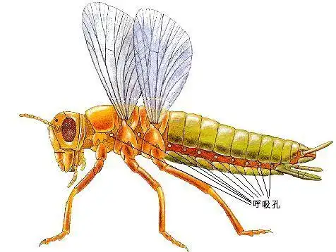 【生物】为什么苍蝇会把自己头拧下来自己玩?