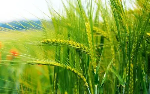 摄影秋天田野收麦子唯美背景图片壁纸2