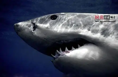 世界上最大的动物 - 可爱杨杨 - 呵嗳杨杨