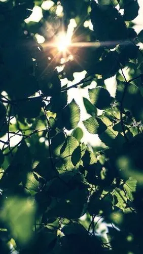 手机壁纸阳光唯美小清新文艺