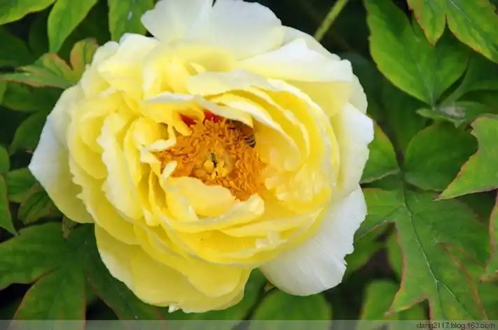 【转载】牡丹金晃(原创)