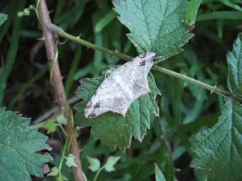尺蛾科 family geometridae - 台湾生命大百科 | 台湾生命大百科