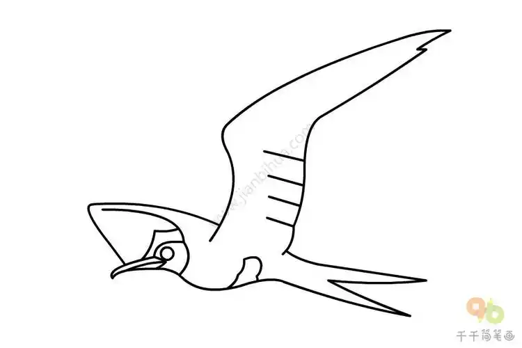 白腹军舰鸟简笔画图片素材