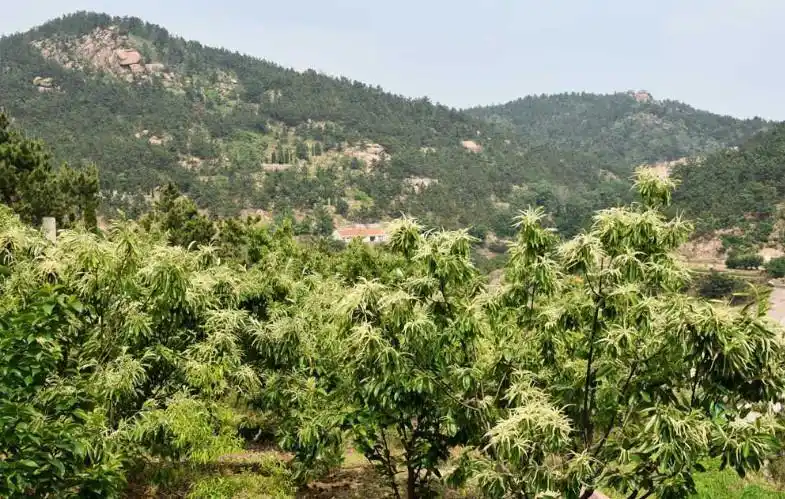 农村地区种植"板栗树"能闻到一种特别的味道, 不过