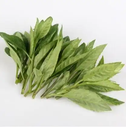 稀有特色蔬菜白凤菜