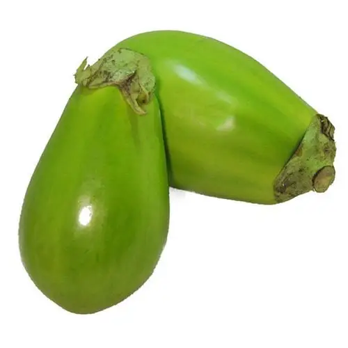 蔬菜种子 方震绿油茄种子 绿茄子 早熟 肉质疏松 可阳台盆栽5g/包