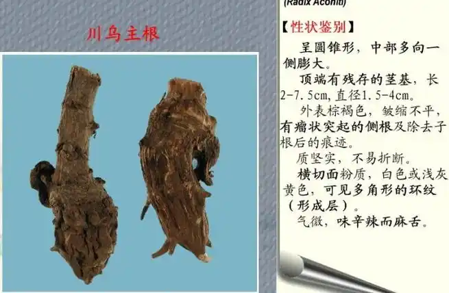 乌头的功效与作用乌头的中毒表现中药乌头图片