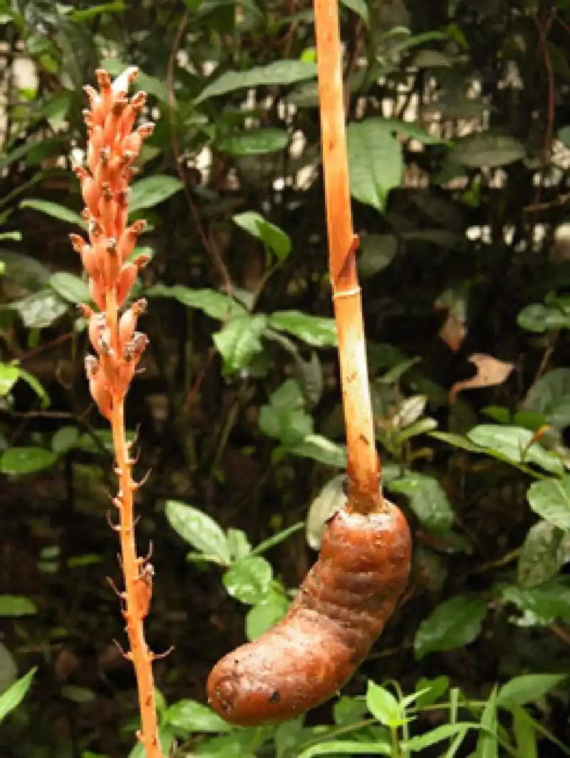药用植物(1)——天麻 天麻(学名:gastrodia elata bl.