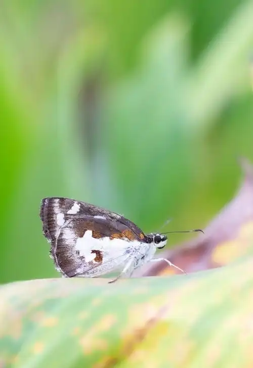 姜弄蝶大白纹弄蝶udaspesfoluscramer又叫银斑姜蝶