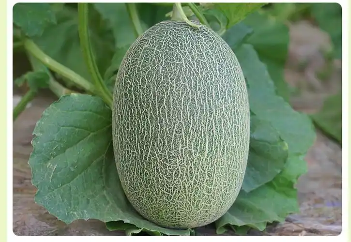 全香果西州蜜25号哈密瓜海南晓密甜瓜56斤12个新鲜水果