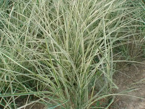 请问这是什么草?