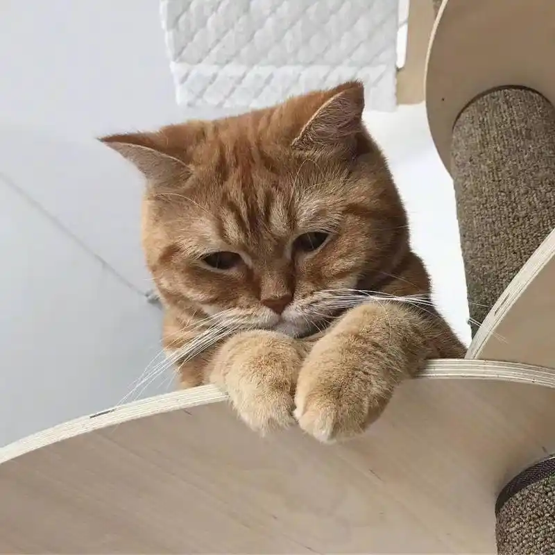 猫咪摇头表情包(猫咪的这几个信号) - 赤虎壹号