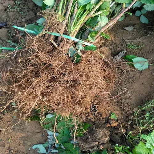 乐山红树莓苗红树莓怎么种植