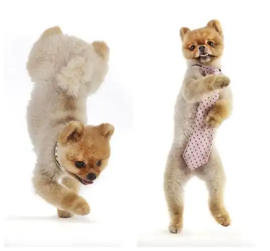 被认证为是"用两条腿行走最快的小狗"