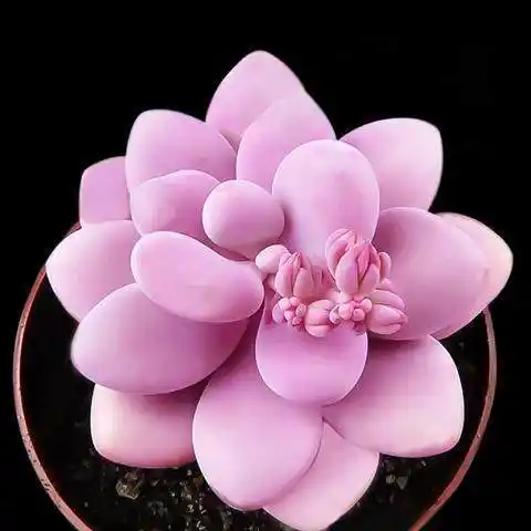 几种少见的粉色多肉植物,家居装饰首选,憨态可掬萌到爆