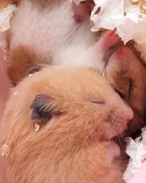 睡觉的宠物仓鼠