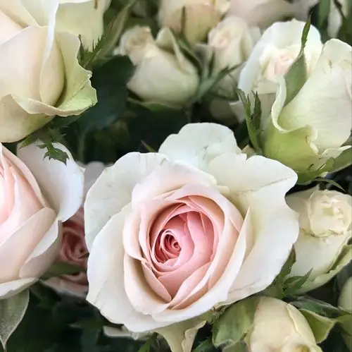 家庭办公室观赏花 多头香槟色蔷薇 有香味花卉 优雅绽放 鲜花速递