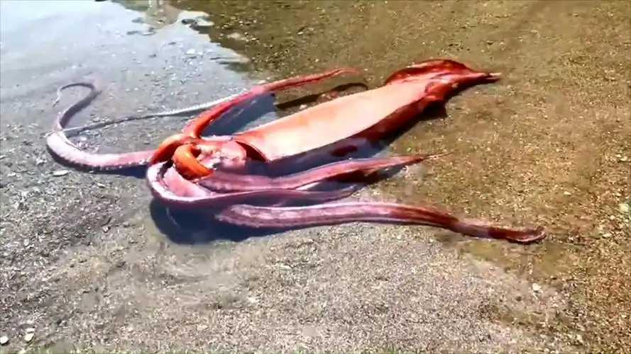 日本海岸惊现3米长罕见巨型鱿鱼,让居民担心不已:不会又地震吧?