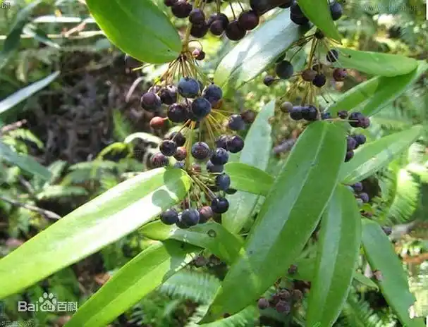 每日一味抗癌中药——土茯苓,解毒除湿,通利关节,配伍应用广的相关