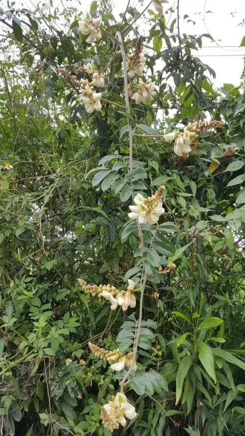 牛大力的功效与作用(牛大力的功效与作用及副作用)