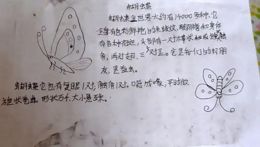 三年级蝴蝶昆虫备忘录手抄报三年级手抄报