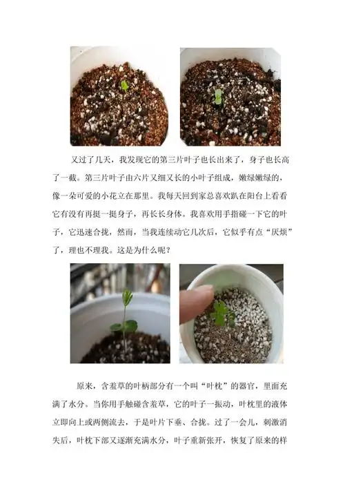 含羞草成长记_第2页