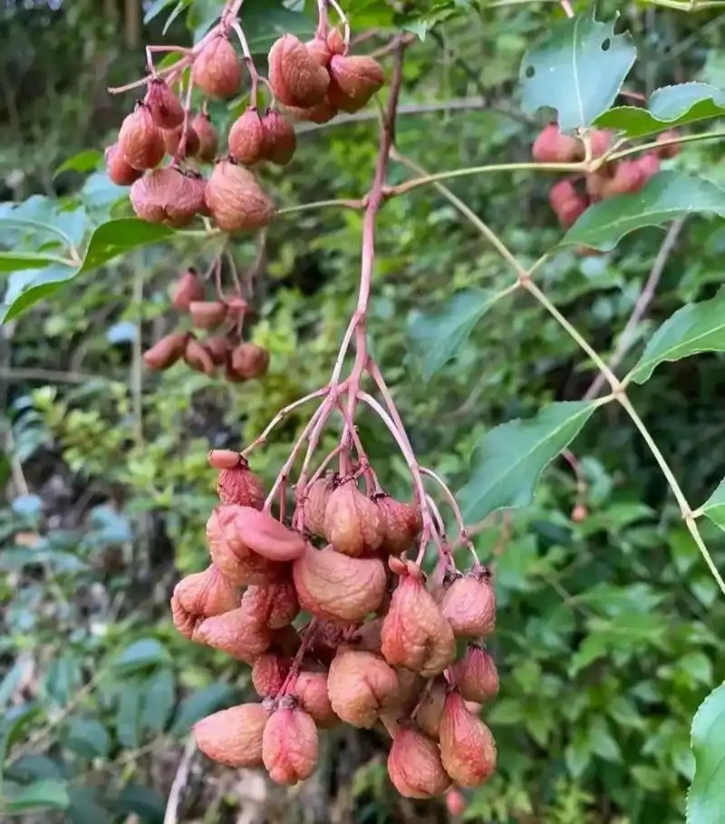 原来腰果是这样长的[三哈]