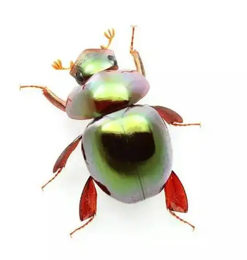 2015-01-14 13:34 ation0057|六级 某种球金龟(ceratocanthidae)