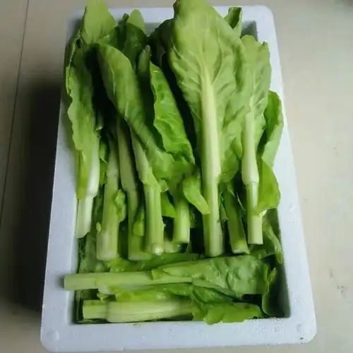 湖北大白菜苔现摘新鲜蔬菜青菜苔白菜心毛白菜苔时令蔬菜白菜苔3斤