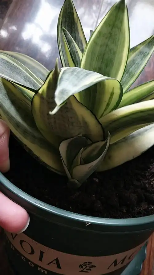 养了快接近一年的虎皮兰哈尼,终于爆小崽了,一切都是值得