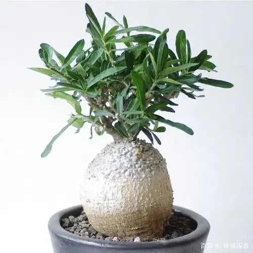 块根植物入门品种推荐