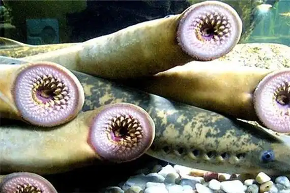 原口动物与后口动物相互对立的物种口的形成位置独特