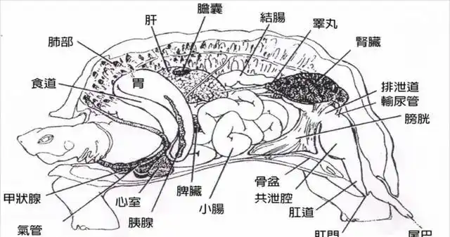 乌龟的身体构造
