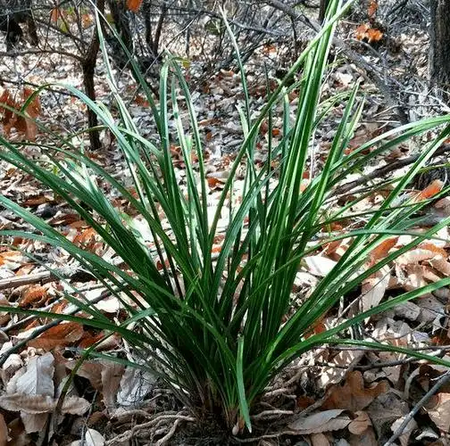 林业普法 i 采挖野生兰花不合法 爱美之心招致刑罚_植物_国家_兰草