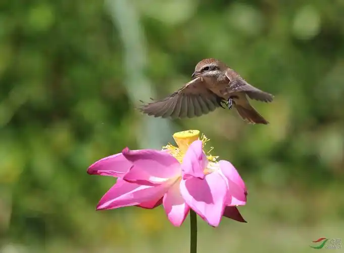重庆版 chongqing 鸟网