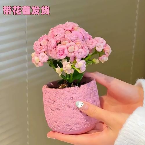 海天霞粉色重瓣大花长寿花多肉植物桌面办公室阳台绿植花卉小盆栽