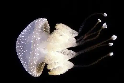 十分凶猛的珍珠水母,能够像气球一样充气和放气哦!