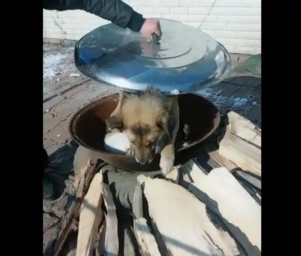 原创狗狗被主人扔进锅并将盖子盖上狗狗淡定对待