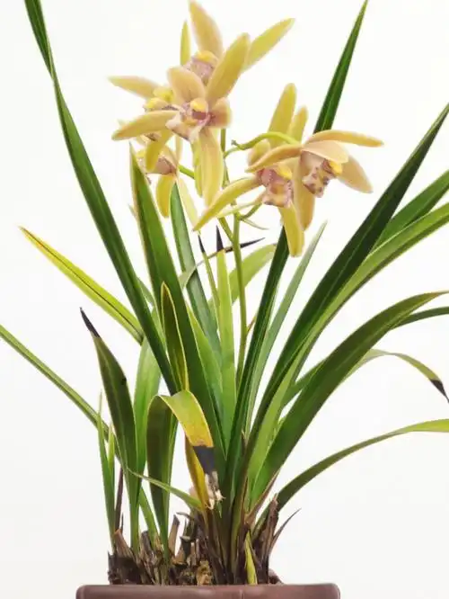 唯有兰花香正好多少次第梦中开