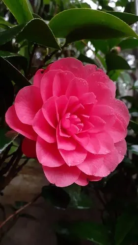 雨中大红色的山茶花手机摄影底图直出