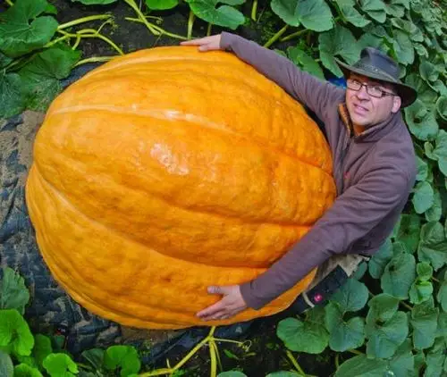 没毛病!万圣节幼儿园让带南瓜 这个娃却被亲妈坑了