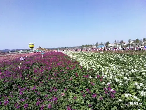 年轻的常德枫林花海让多少大投入景区汗颜