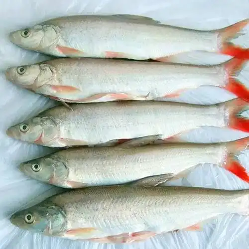 海鲜免费送买野生红尾鱼送玉米五常大米5折起啦