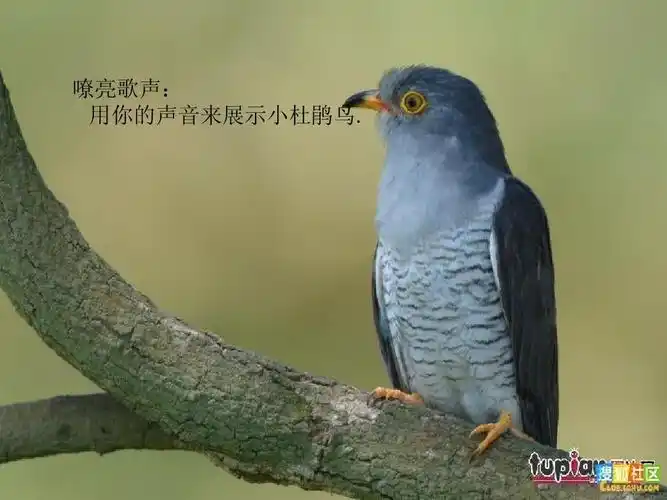 嘹亮歌声: 用你的声音来展示小杜鹃鸟.